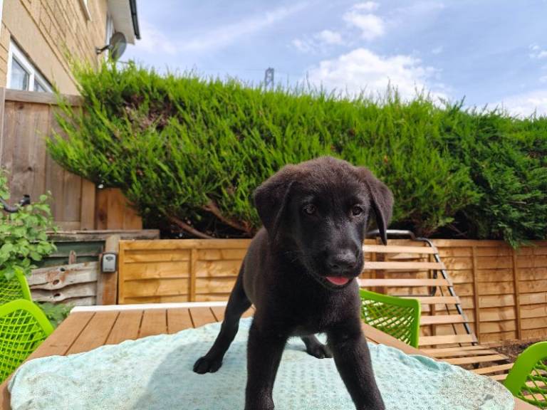 German shepherd X akita x Red Fox Labrador in Cirencester