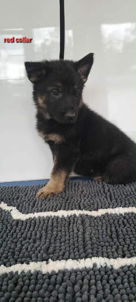 German Shepherd Puppies