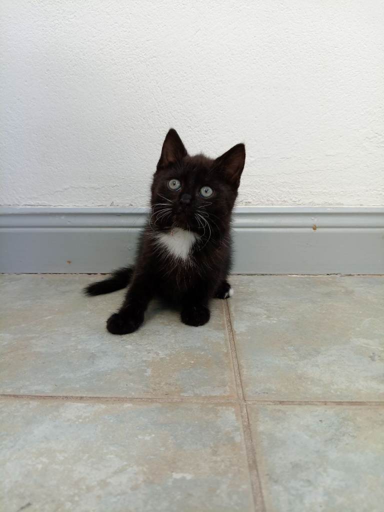 Kittens for sale 