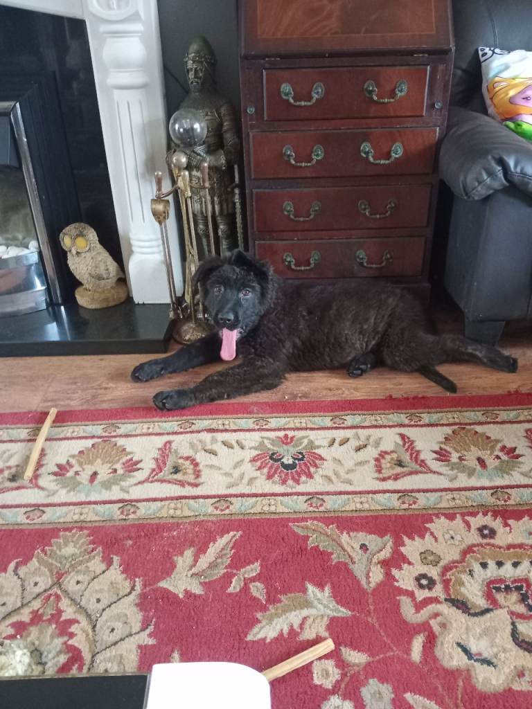 Fab looking big and chunky Caucasian shepherd cross shepherd 