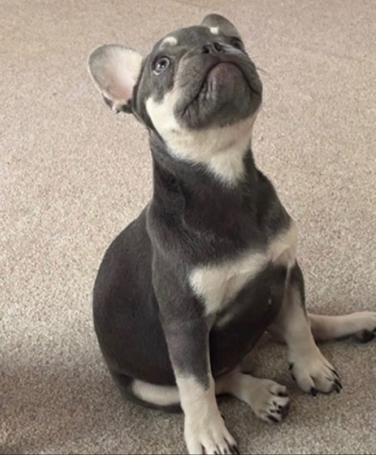 9 month old male French bulldog 