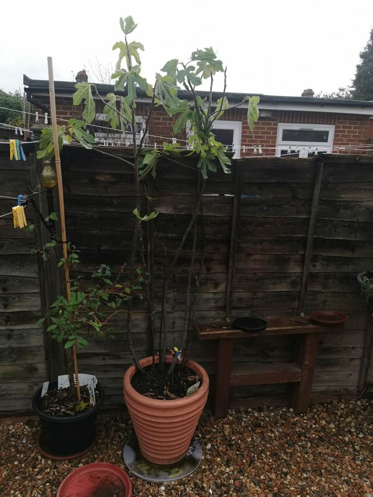 image for Potted patio fig plant for sale 
