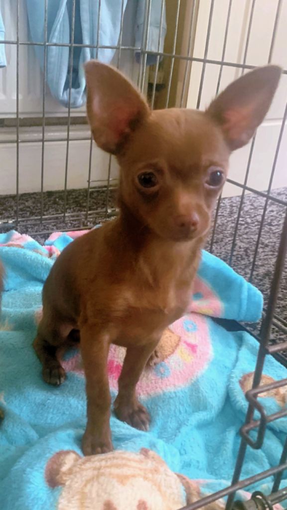 litter of toy Chihuahua boy puppies 2 boys left ready to leave now 