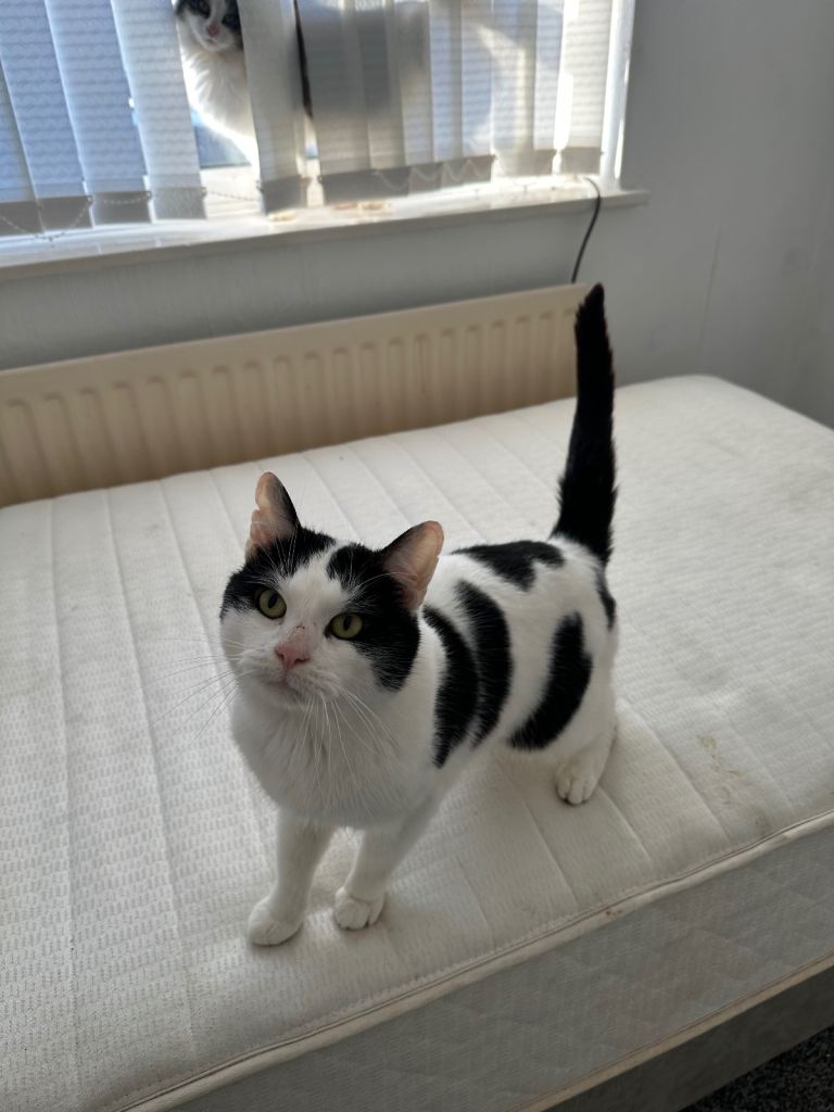 Bonded Pair of Cats for Rehoming – Loving Home Wanted