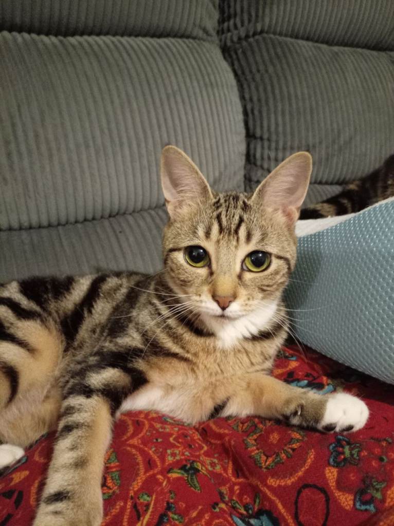 Female cat 