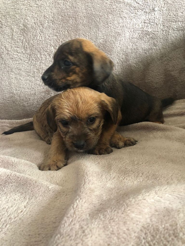 Beautiful Jack Russell x cocker spaniel puppies 