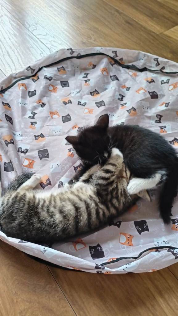 Two male kittens 