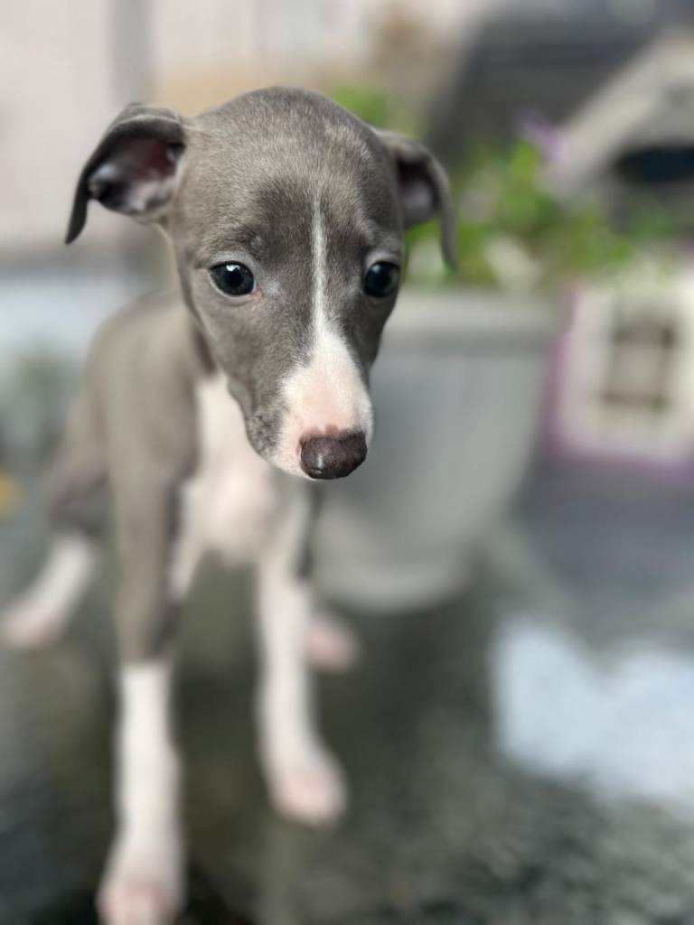 Whippet x Italian Greyhound.