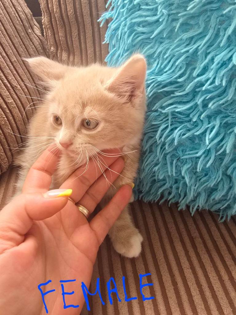 playful kittens