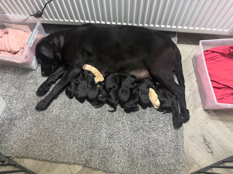 Stunning Labrador puppies