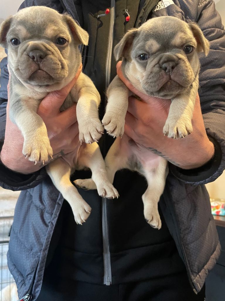 Kc Registered French bulldog puppies 