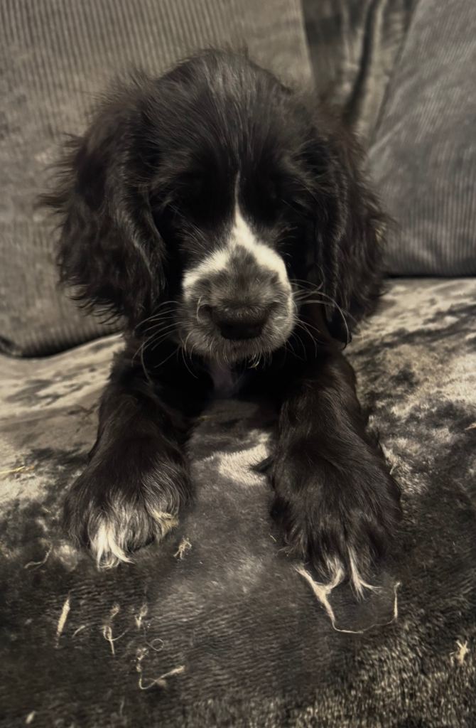 2 cocker spaniel boys available 