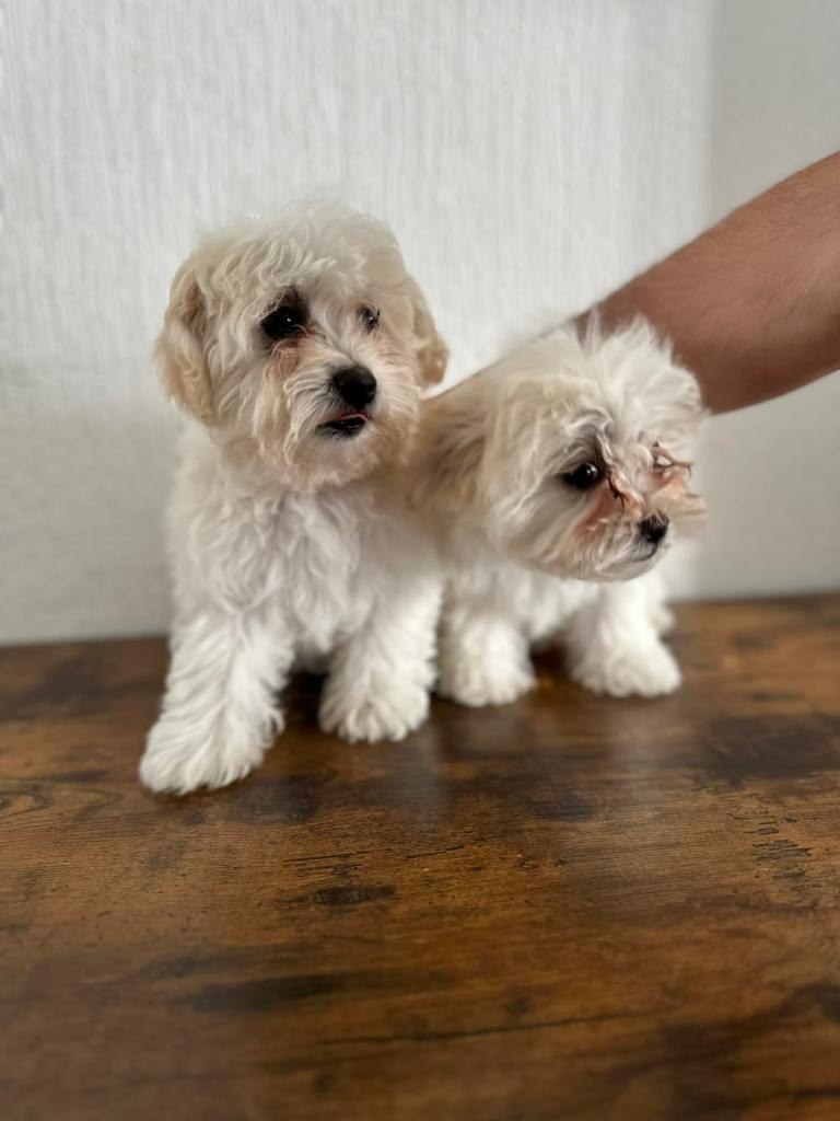 Beautiful Maltese Bichon Puppies – 2 Months Old Female Girls Ready Now