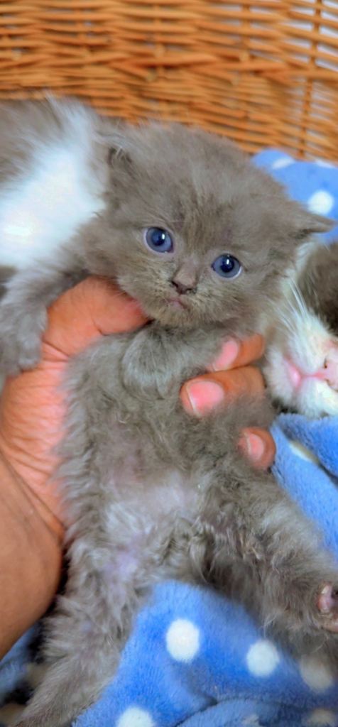 Persian kittens .