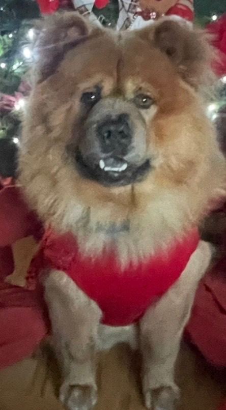 Male Chowchow (CHOW CHOW HUSKY DOG)