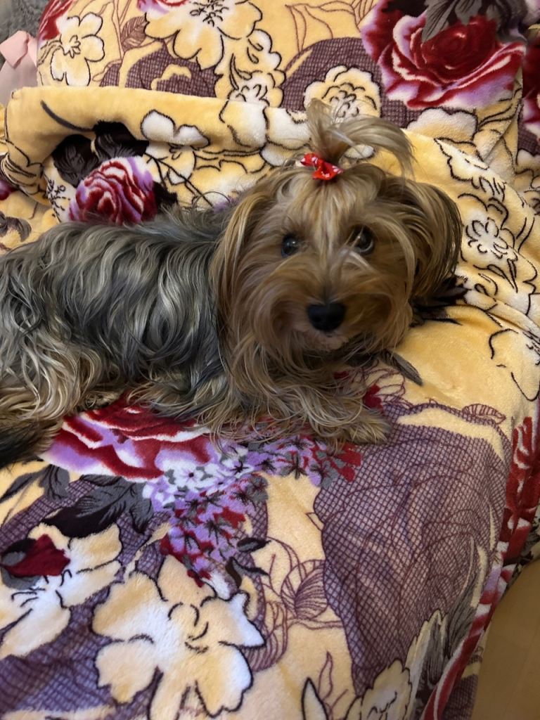 Yorkshire terrier puppies 