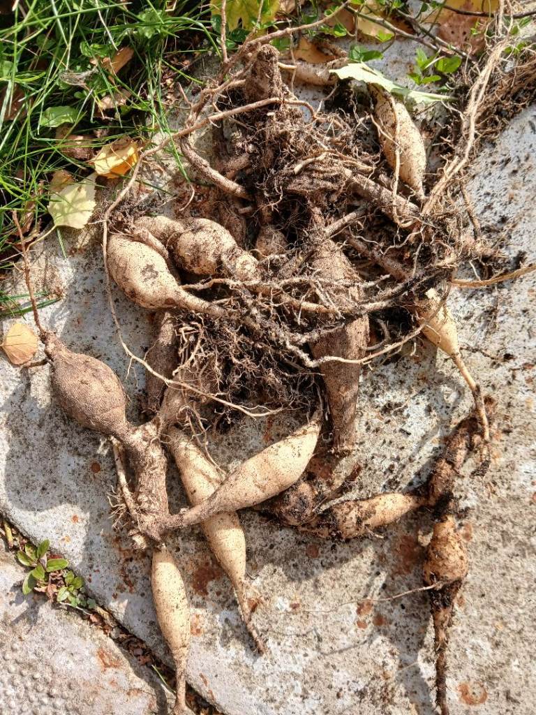 Dahlia Tubers - Gallery Vincent & Fairway Pilot