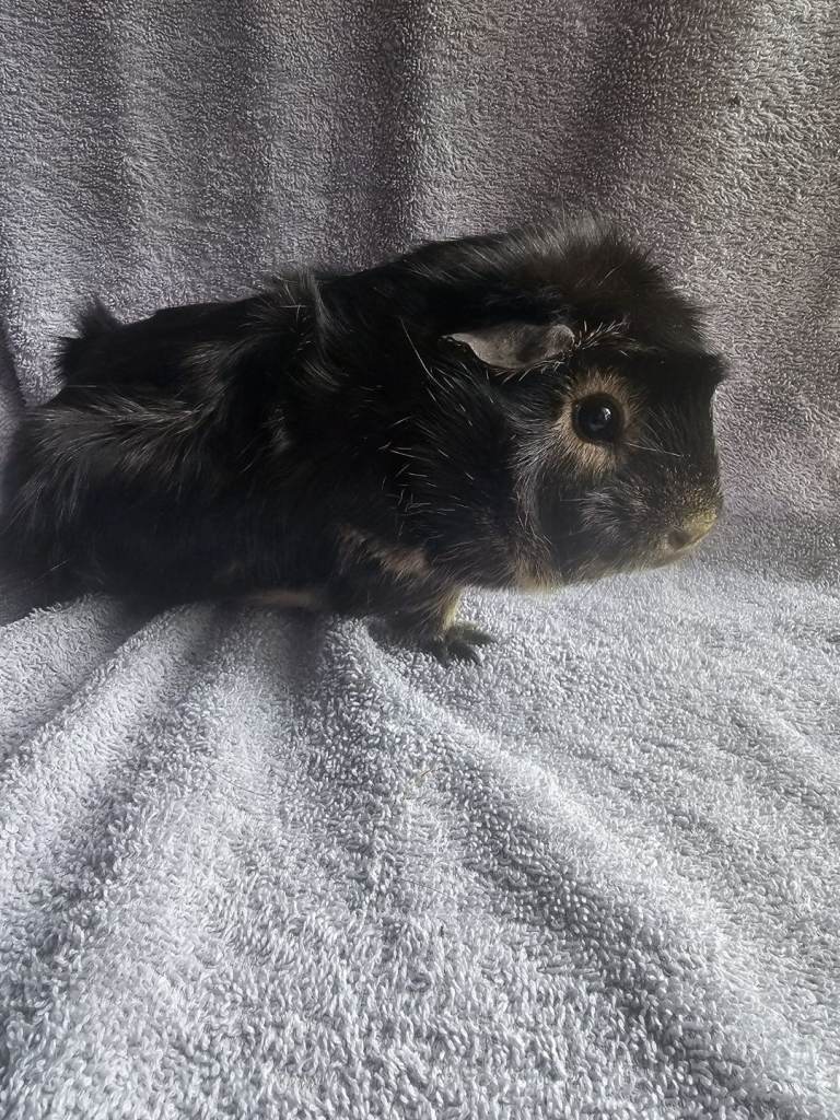 Guinea pigs 