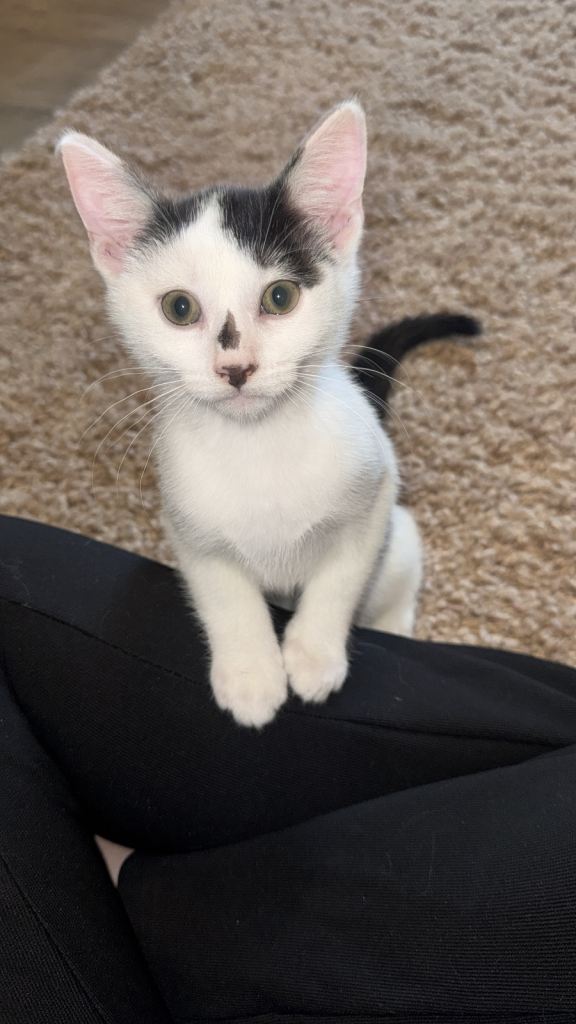Male kitten for sale 