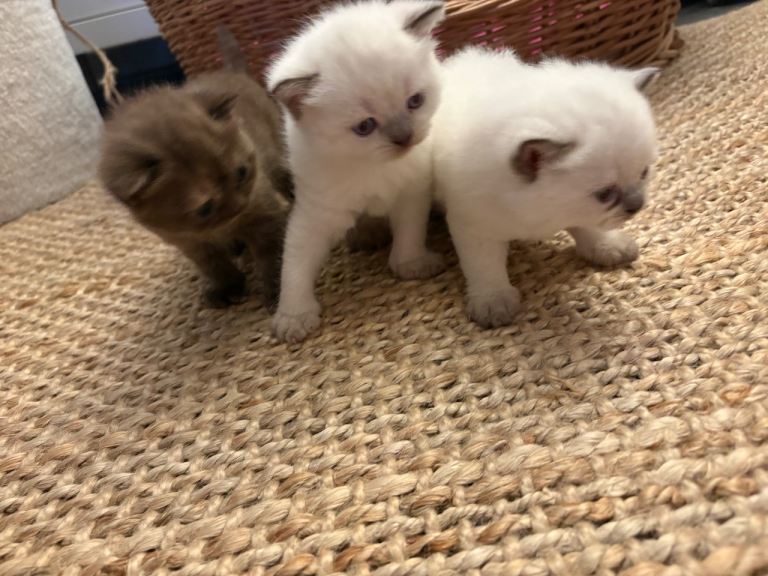 British shorthair ( 1 Sold )
