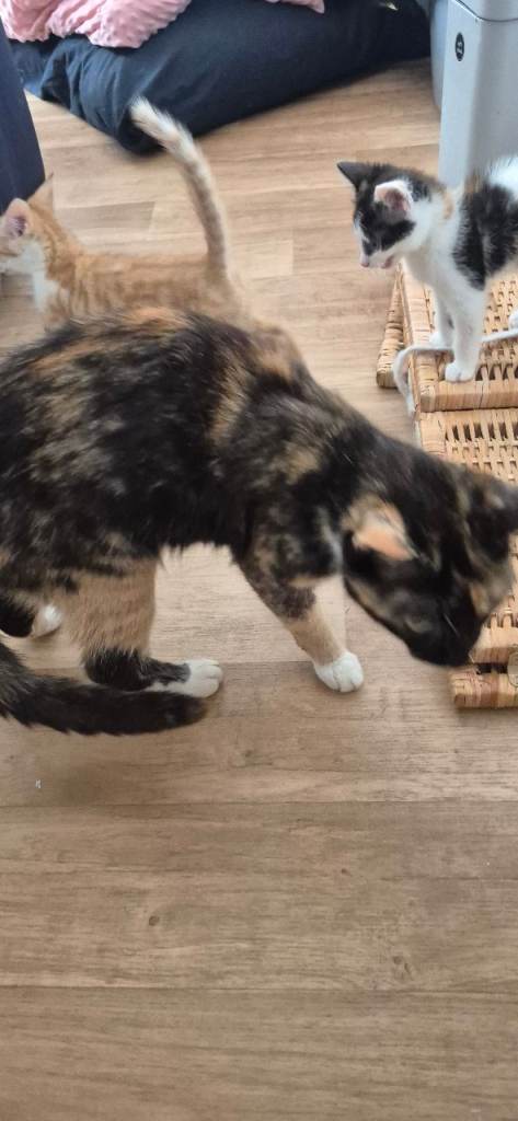Lovely kittens for sale