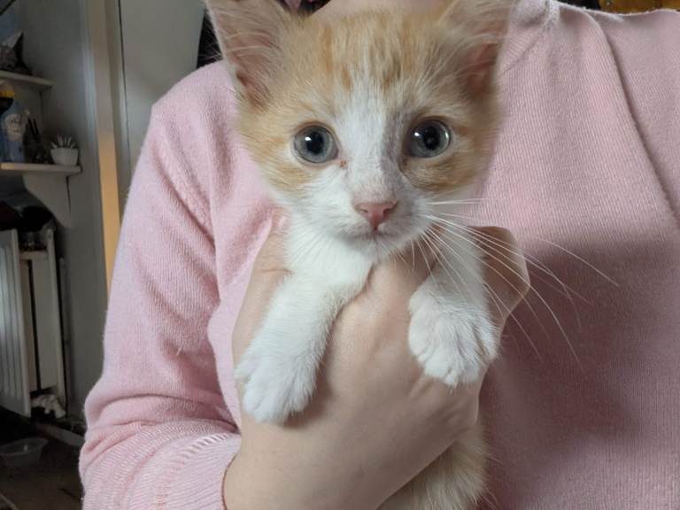 Kitten for sale 