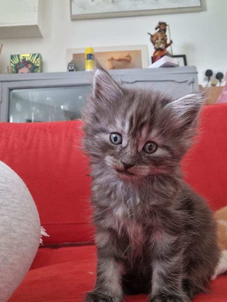 Lovely kittens ready for a new home prices vary
