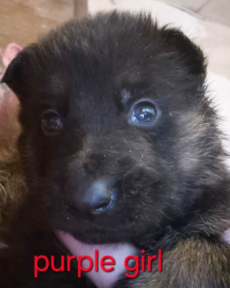 image for German Shepherd puppies 