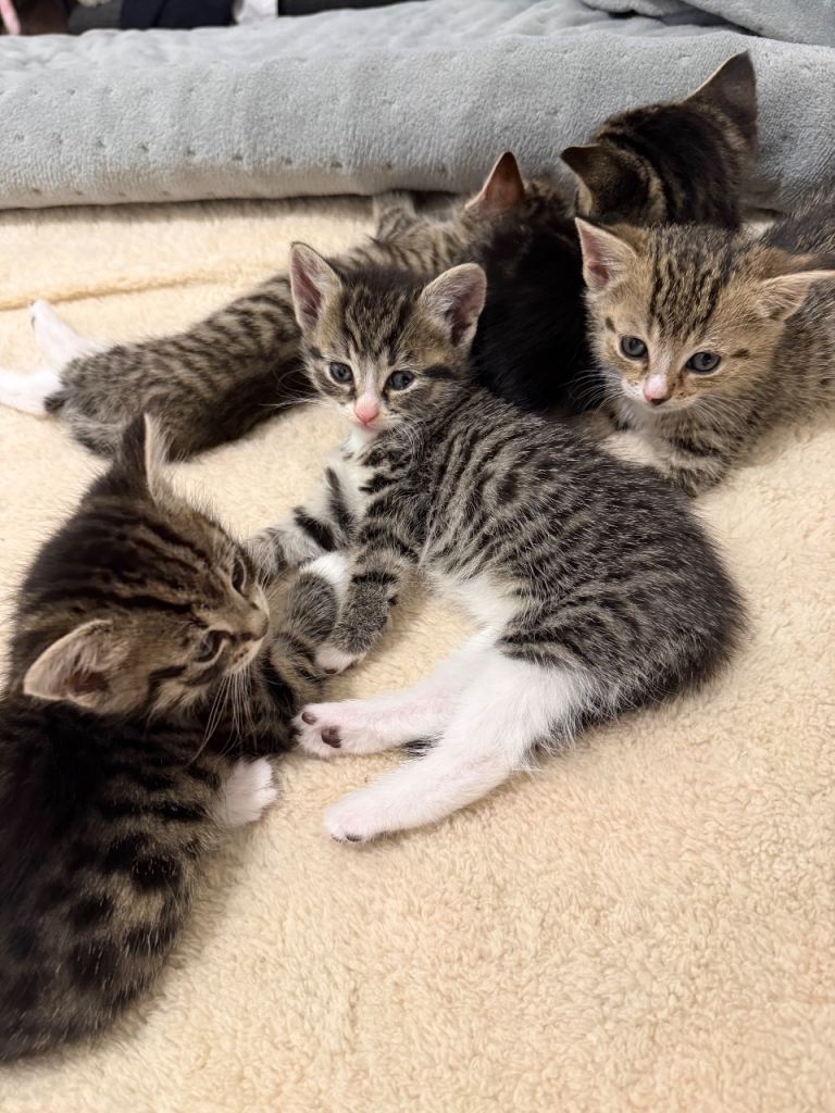 Homes needed for kittens & mother cat🐱🐾