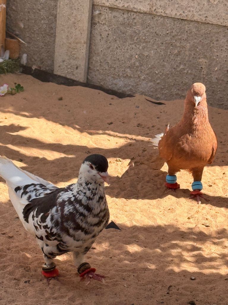 Afghan pigeons 