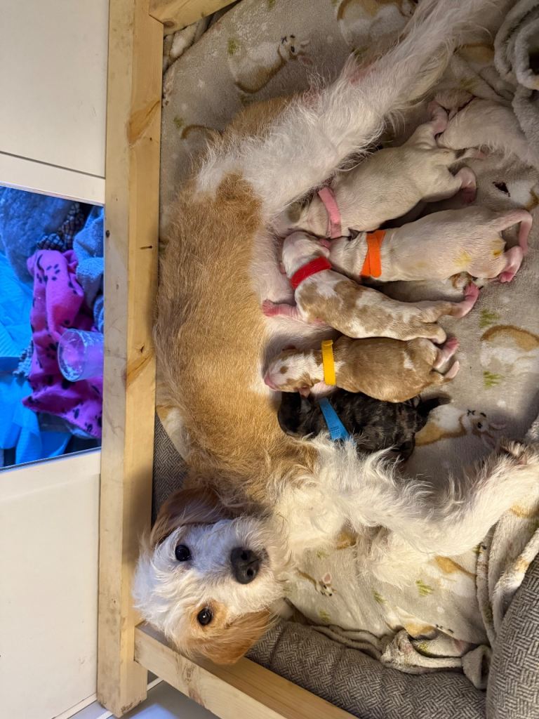 FB2 cockapoo puppies for sale 