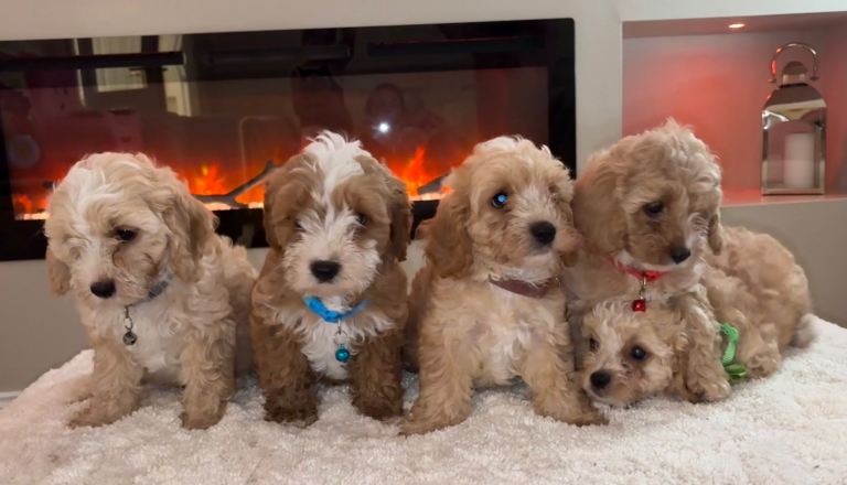 Cavapoo puppies