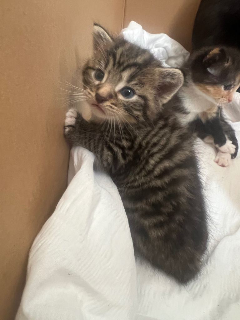 2 kittens 
