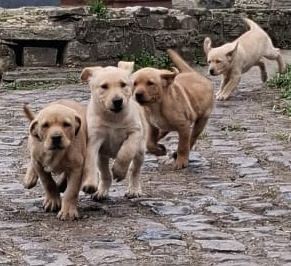 Labrador puppies 