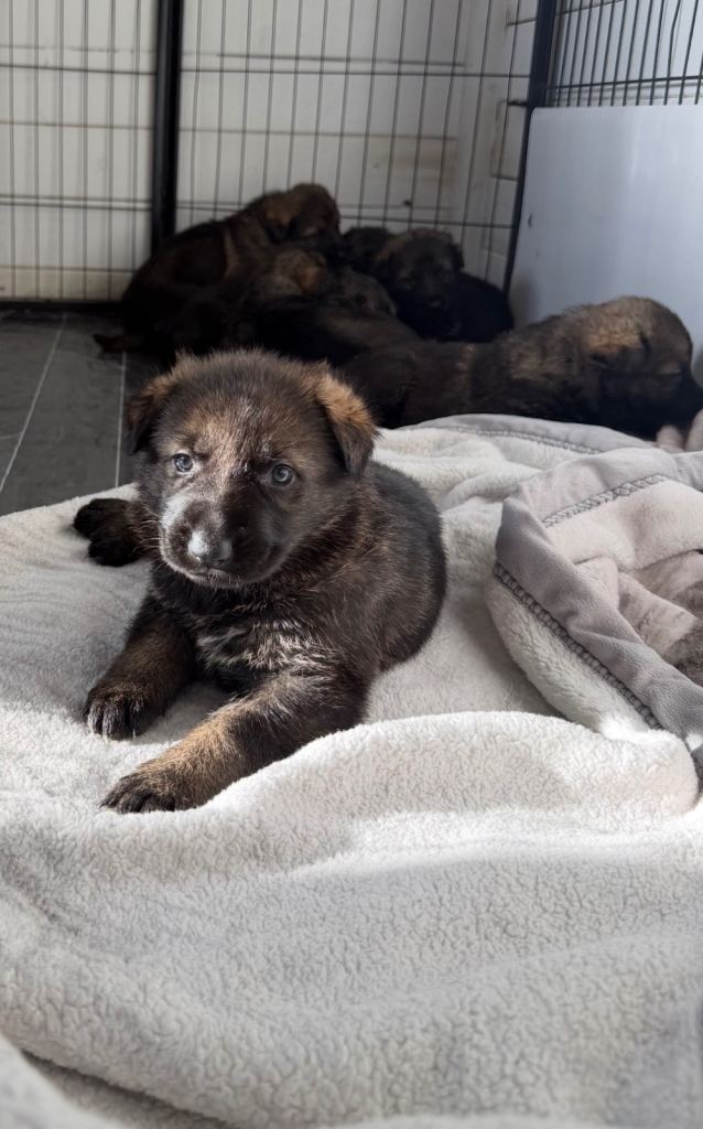 5 kc registered German shepherd puppies