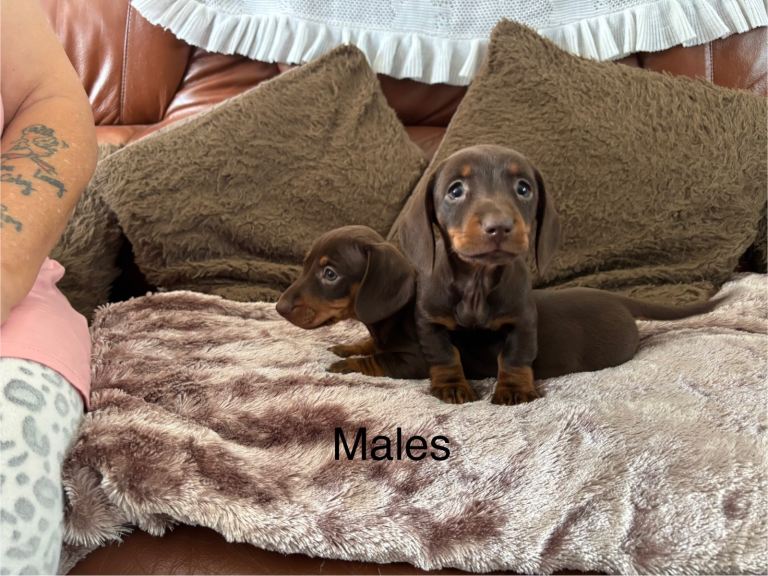 Adorable Miniature Dachshund Puppies!