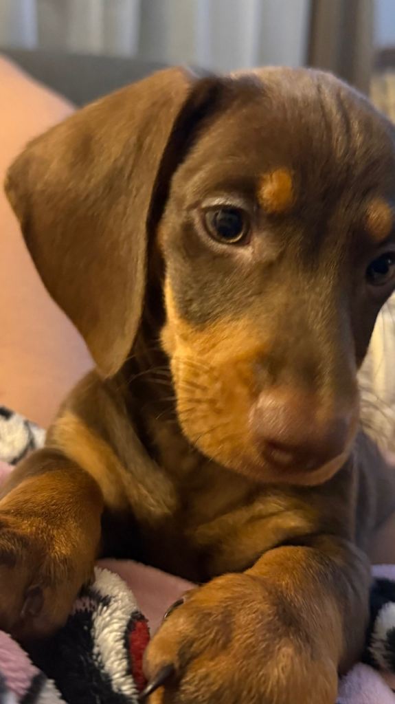 Dachshund Male 10 weeks old 