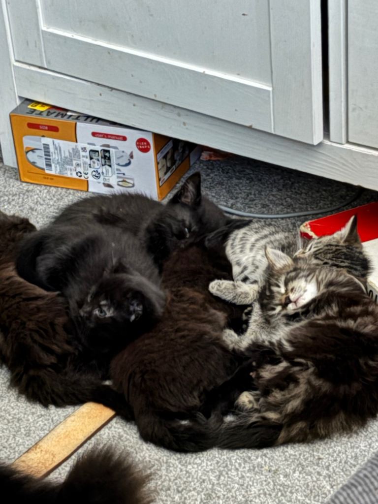 9 gorgeous tabby/black/brown kittens. FROM 70