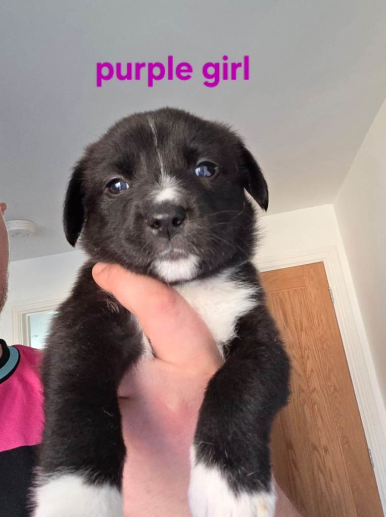 Gorgeous cross blue border Collie/mastiff puppies 