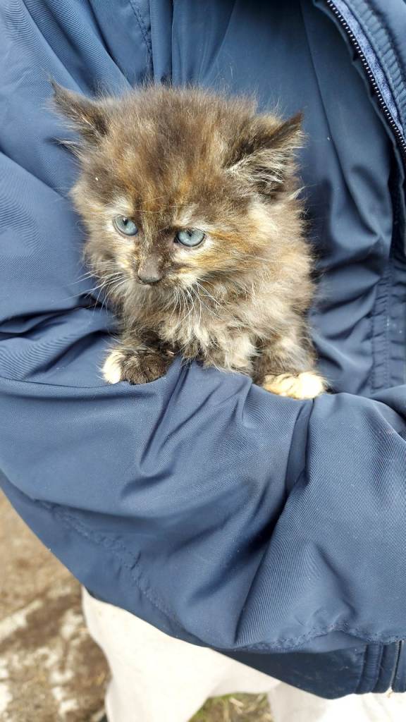 Kittens. Ready to go now. Delivery available 