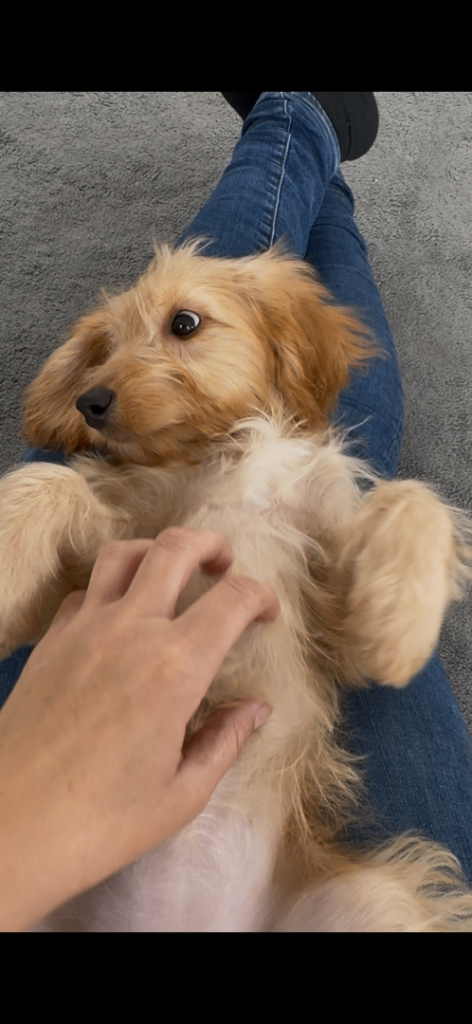 Cockapoo 