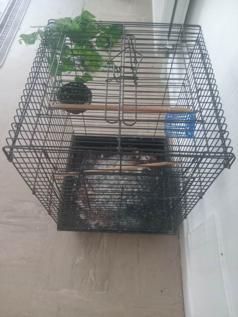 bird cage