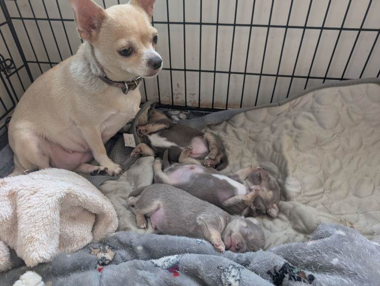 Chihuahua Pups 