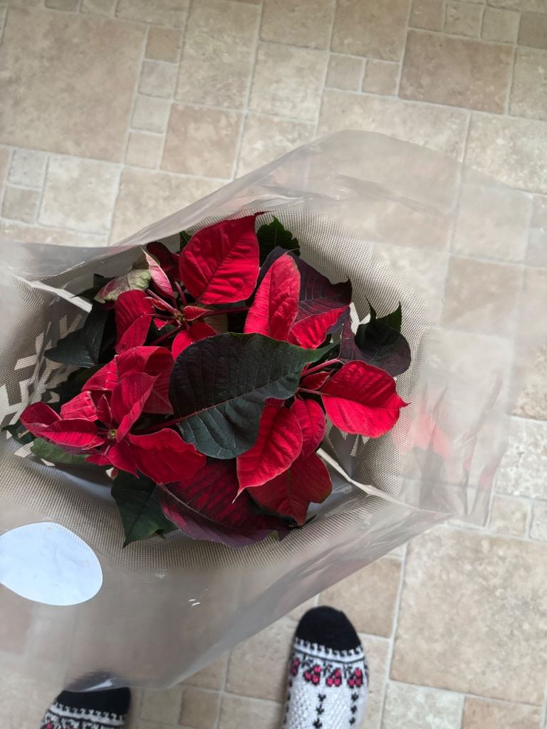 British Poinsettia planter