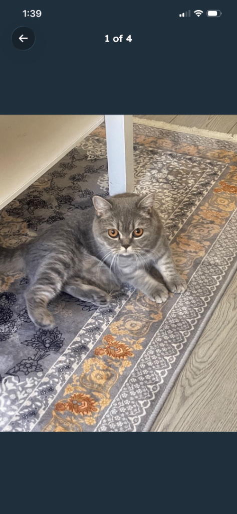British shorthair female 