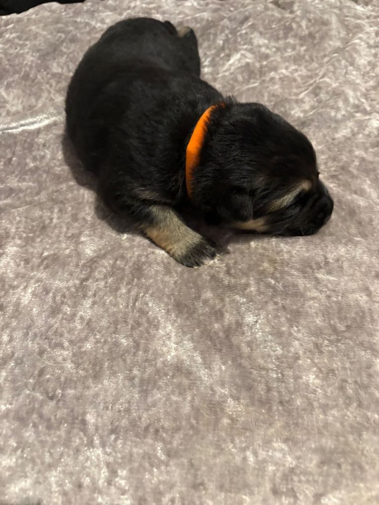 4 stunning German shepherd pups left ready now