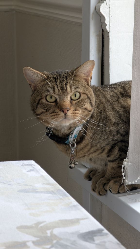 Beautiful & Chill 3-Year-Old Lap Cat (Neutered & Chipped)