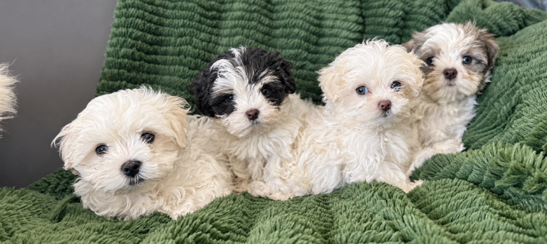 Maltese x shih tzu puppies