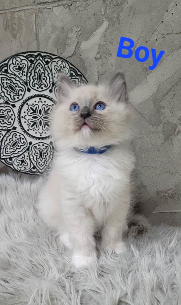 7 Beautiful kittens - Ragdoll Blue Point - looking for their forever homes