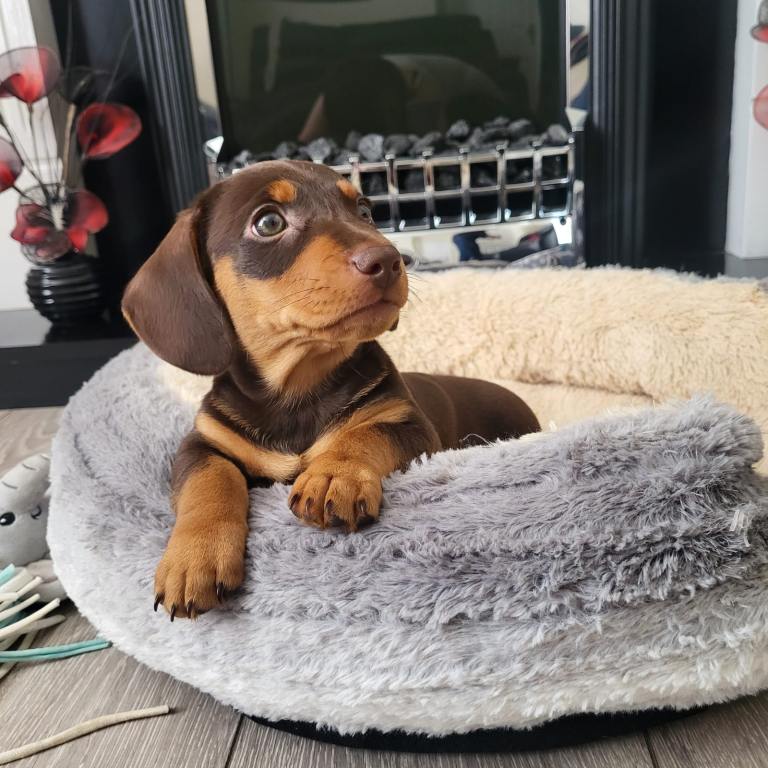 Daschund puppy